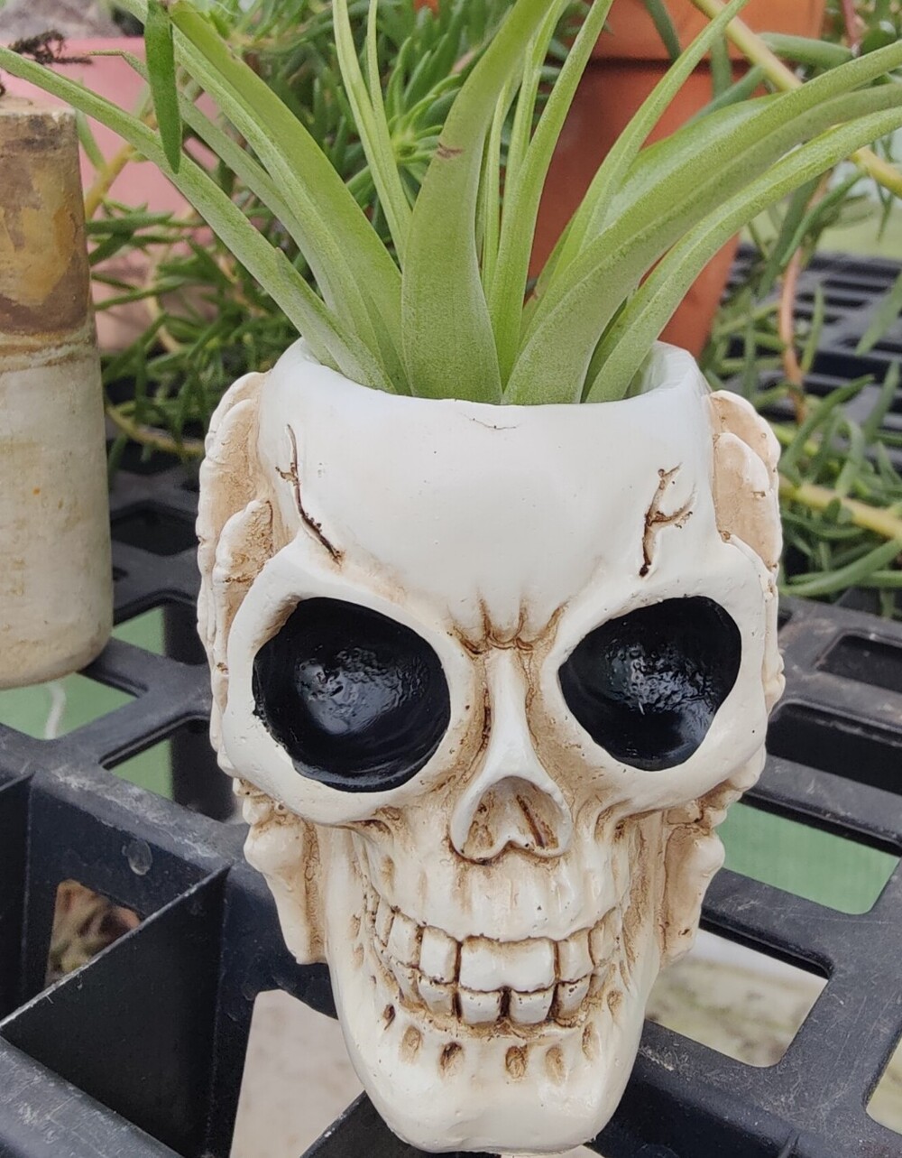 Skull Planters, Set of 3 - Decorative Home Accent, Brand New in Box
